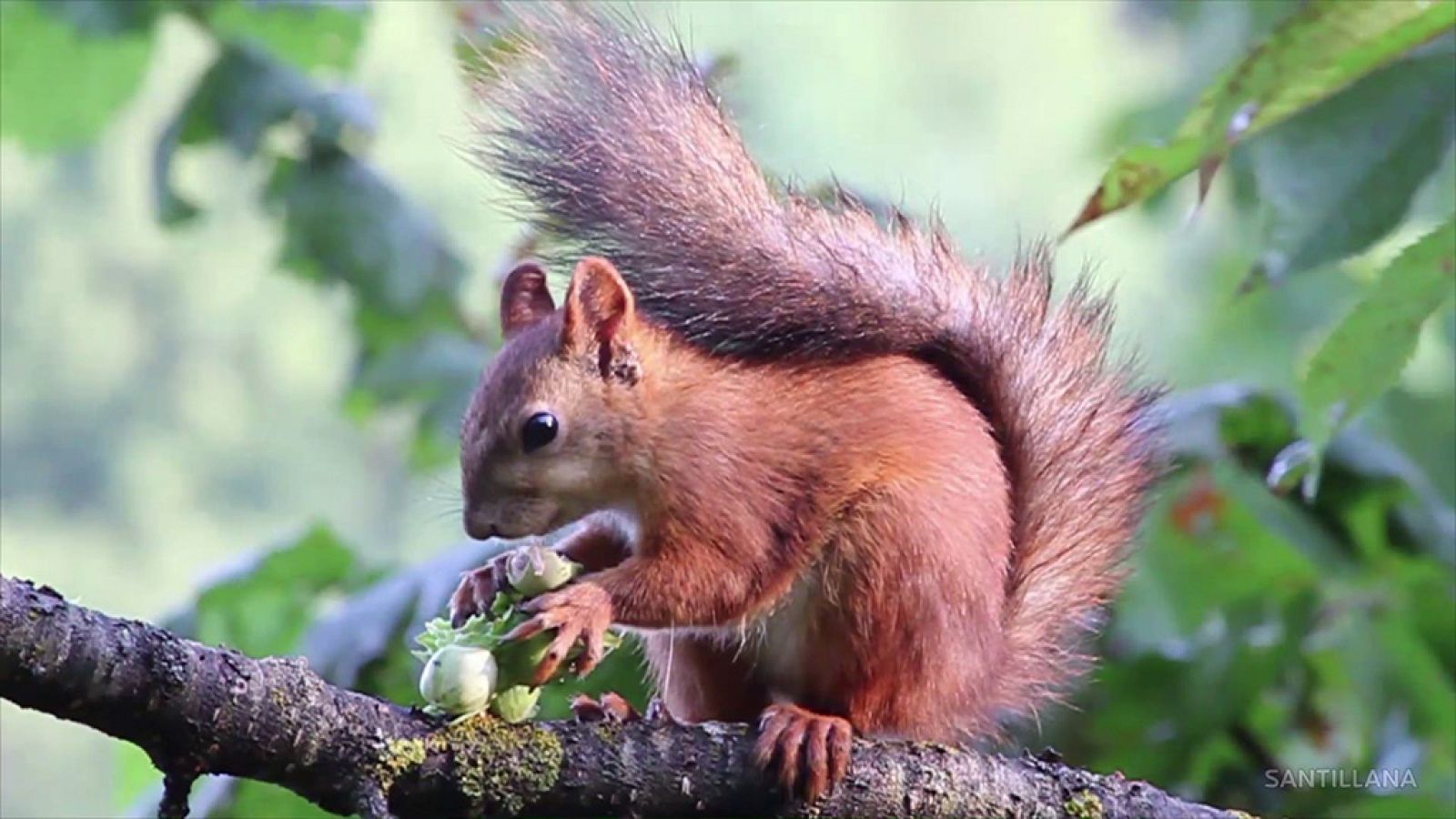CIENCIAS NATURALES - Los ecosistemas - EduClan 9 a 10 años | Ver