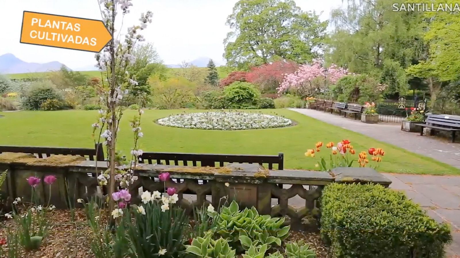 CIENCIAS NATURALES - Plantas silvestres y cultivadas - EduClan 6 a 8 años | Ver