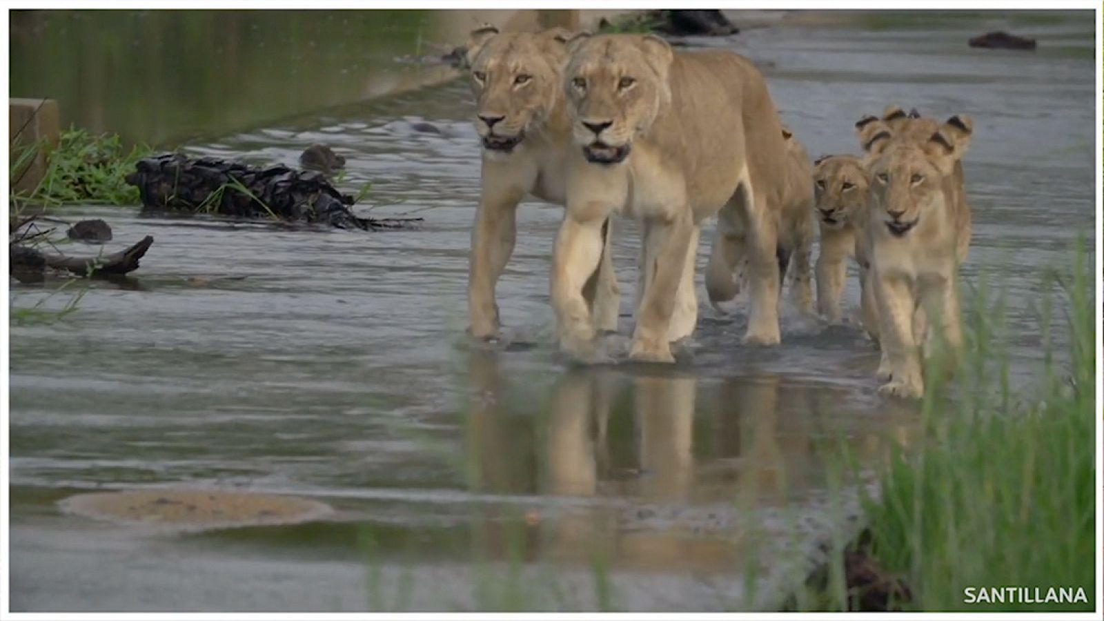 CIENCIAS NATURALES - Los animales son seres vivos - EduClan 6 a 8 años | Ver