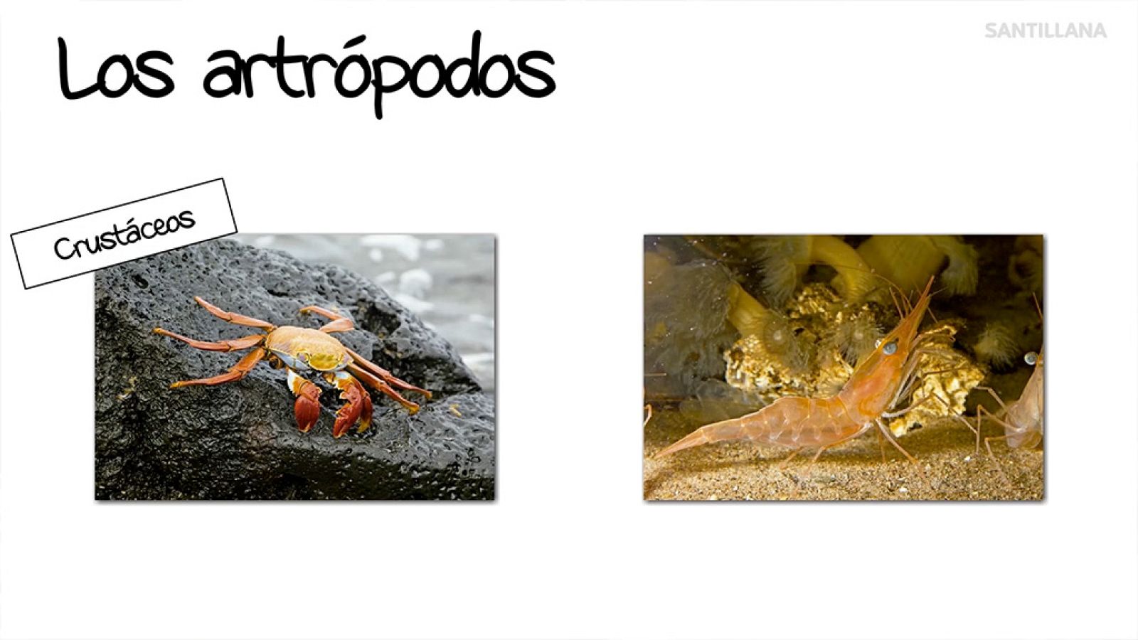 CIENCIAS NATURALES - Así son los artrópodos - EduClan 9 a 10 años | Ver