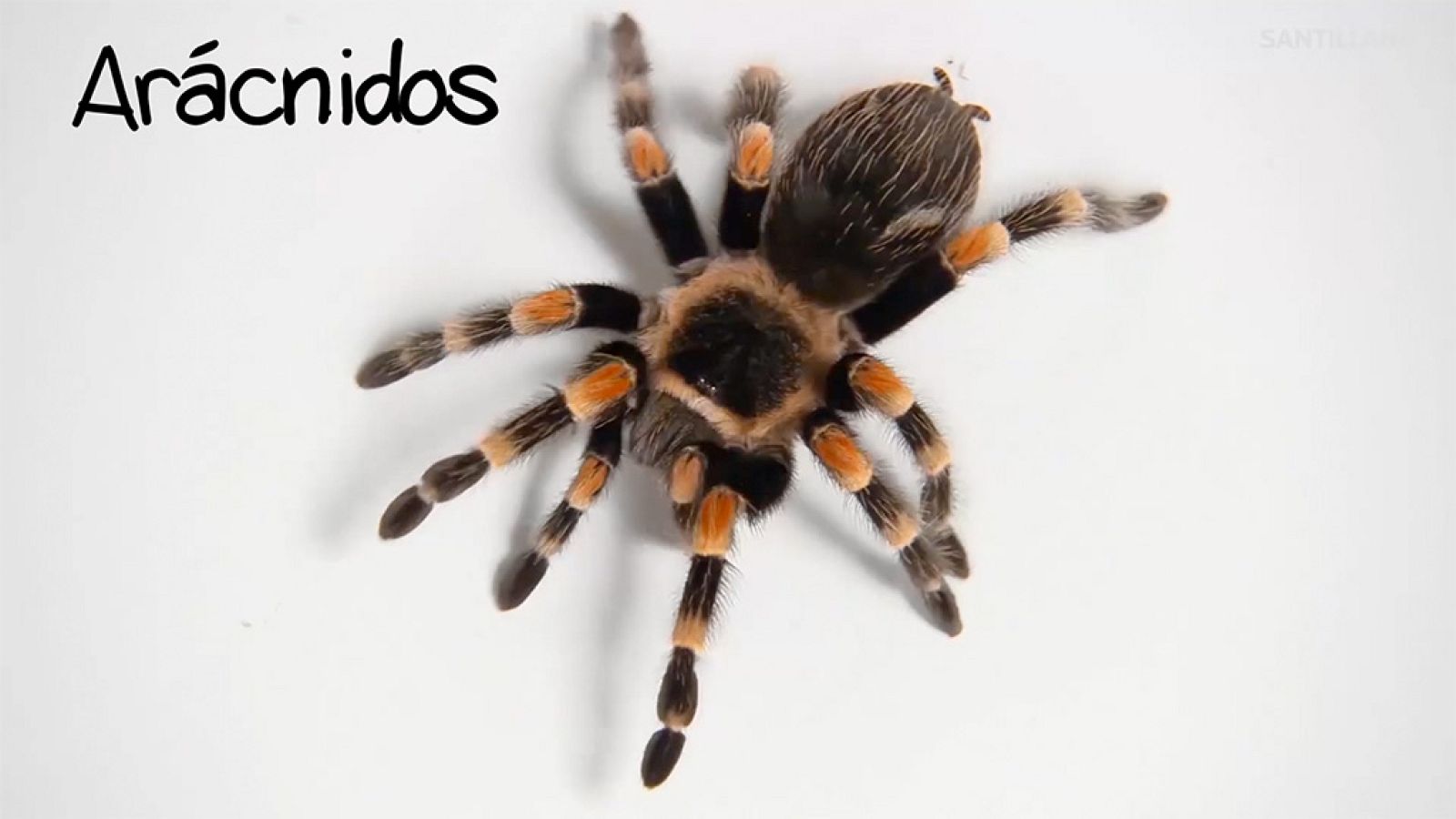 CIENCIAS NATURALES - Los arácnidos - EduClan 9 a 10 años | Ver