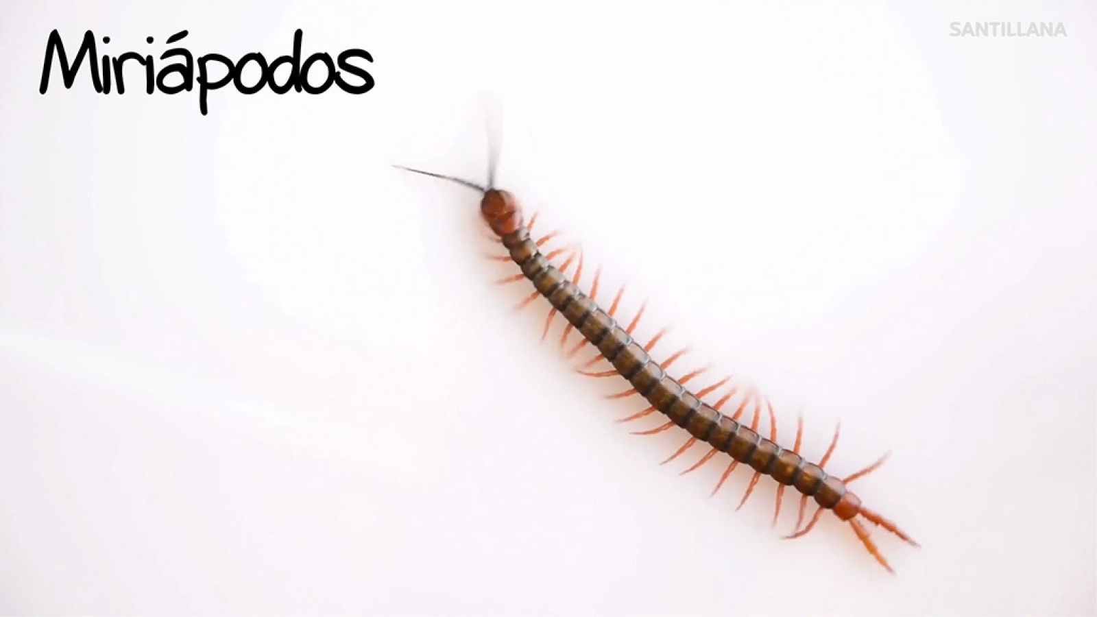 CIENCIAS NATURALES - Los miriápodos - EduClan 9 a 10 años | Ver