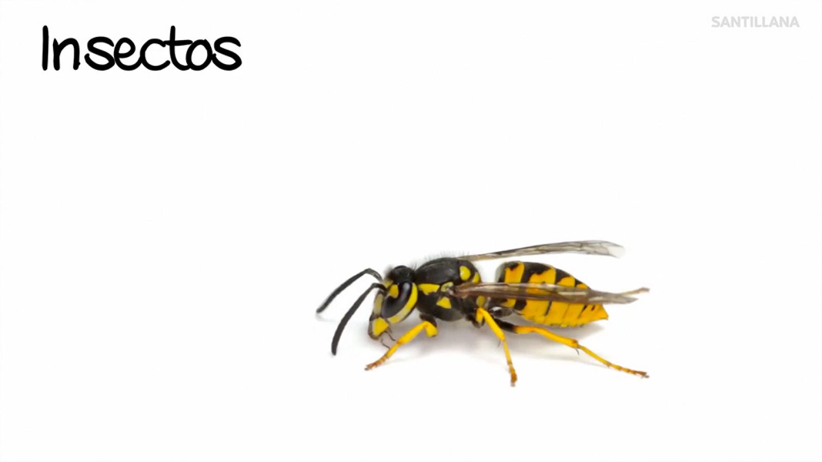 CIENCIAS NATURALES - Los insectos - EduClan 9 a 10 años | Ver