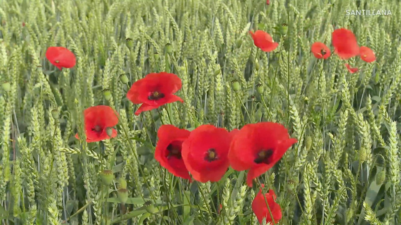 CIENCIAS NATURALES - Hierbas, arbustos y árboles - EduClan 9 a 10 años | Ver