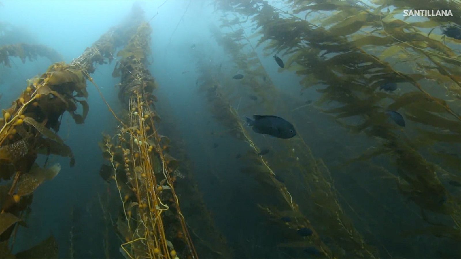 CIENCIAS NATURALES - El kelp, un ejemplo de alga parda - EduClan 9 a 10 años | Ver