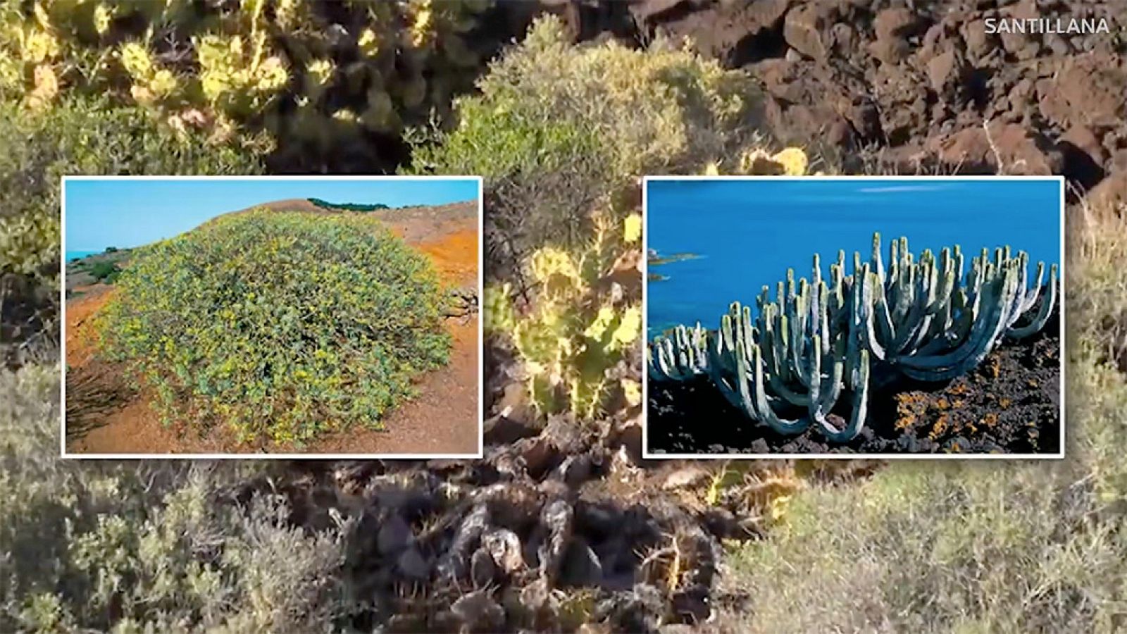 CIENCIAS NATURALES - El matorral costero de las islas Canarias - EduClan 9 a 10 años | Ver
