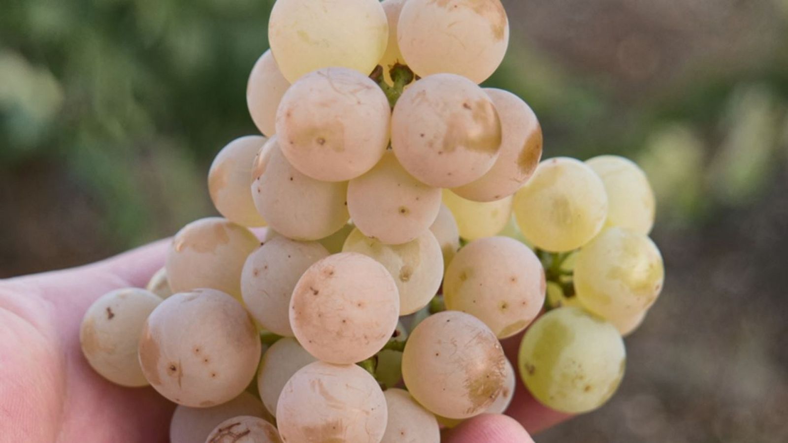 Aquí la Tierra - 31/03/20 - ver ahora