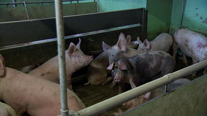 Documentos TV - El camino de la carne - Avance