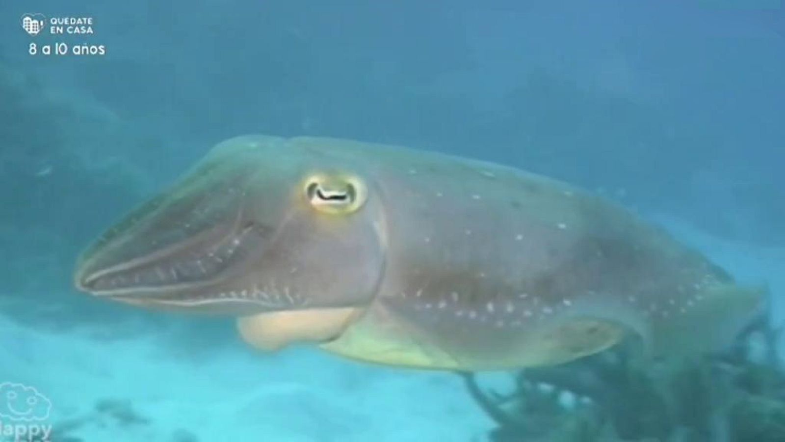 Aprendemos en casa 8 a 10 años - Programa 10 - Ciencias Naturales (03/04/20) - RTVE.es - Aprendemos en casa 8 a 10 | Ver