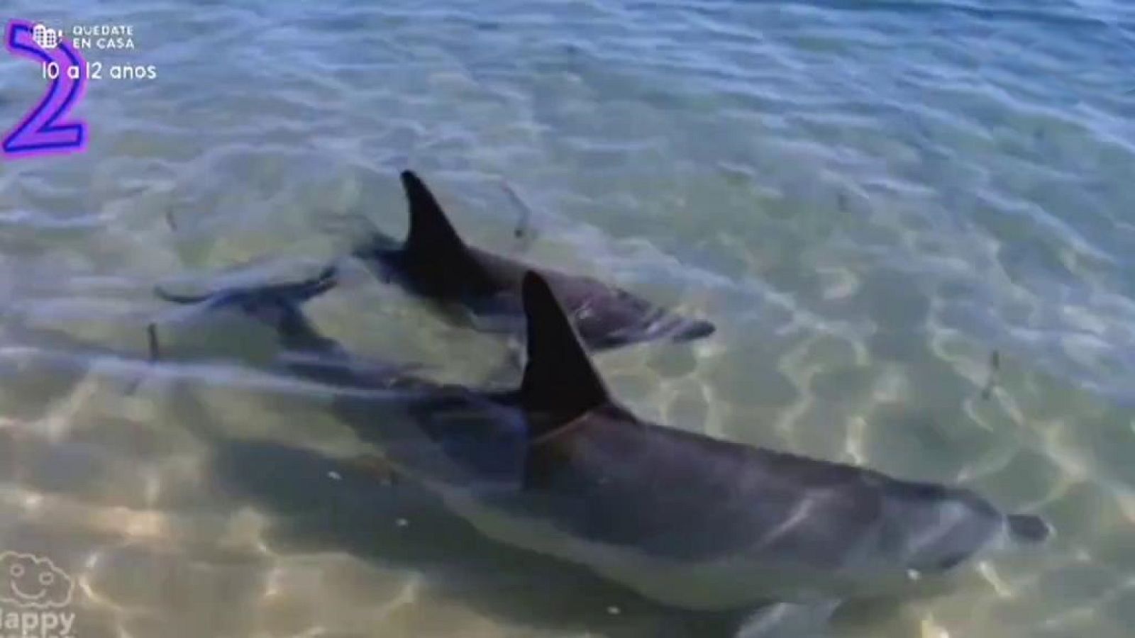 Aprendemos en casa 8 a 10 años - Programa 10 - Ciencias Naturales (03/04/20) - RTVE.es - Aprendemos en casa 10 a 12 | Ver