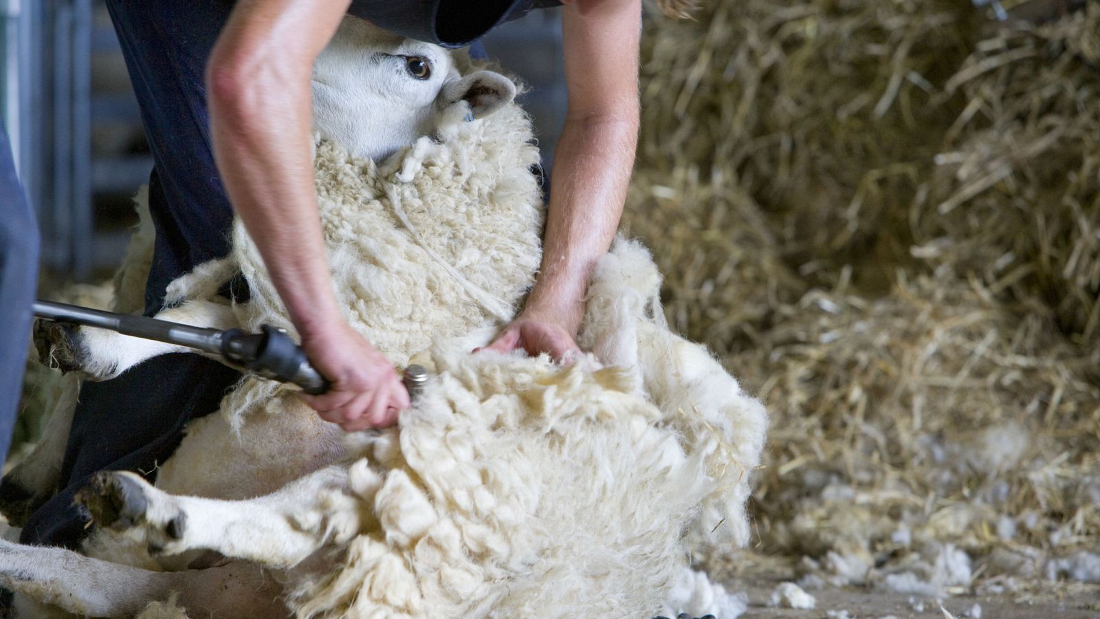 El coronavirus también golpea a la ganaderíay provoca la escasez de esquiladores - RTVE.es - Telediario 1 | Ver