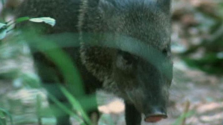 El hombre y la Tierra - El mundo del jaguar