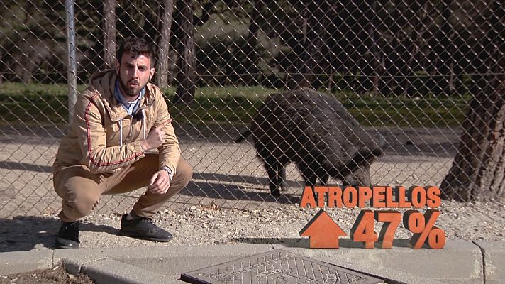 Seguridad vital 5.0 - Seguridad Vital - 05/04/20