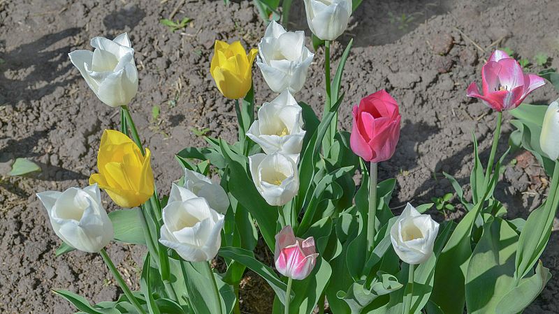 Los hospitales de Madrid reciben tulipanes con un mensaje de ánimo para sanitarios y pacientes - RTVE.es - Telediario 1 | Ver