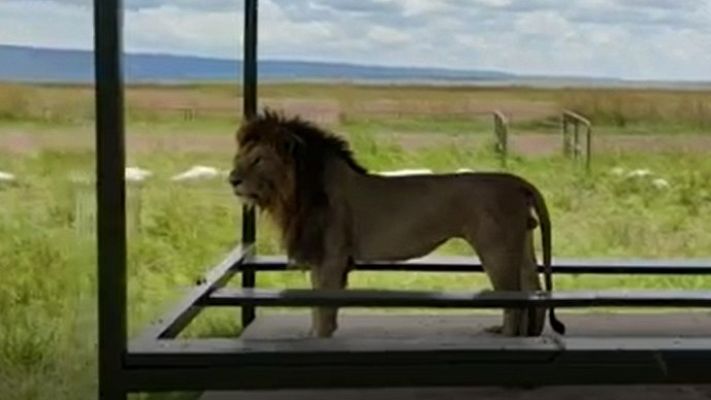 Telediario 1 - Los leones ocupan el lugar de los turistas en el Masai Mara