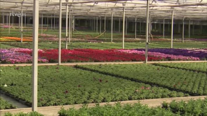 Telexornal - Galicia - Los viveros de Galicia, amenazados por el coronavirus