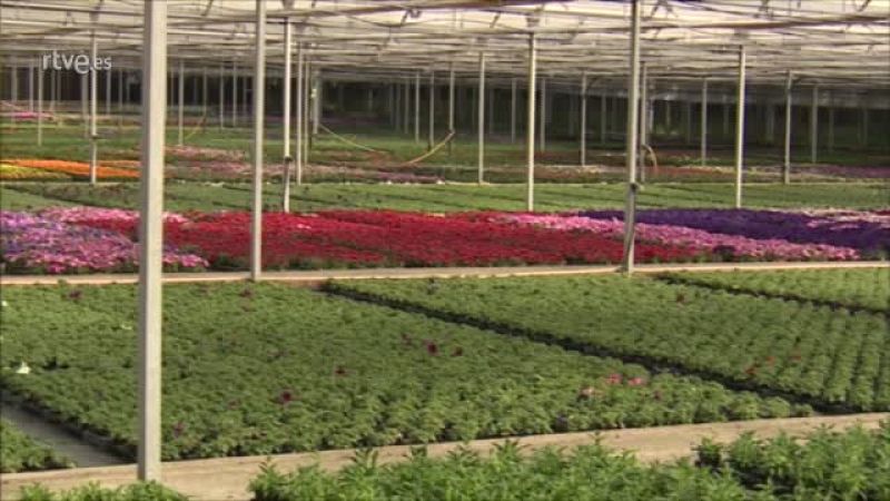 Los viveros de Galicia, amenazados por la crisis del coronavirus