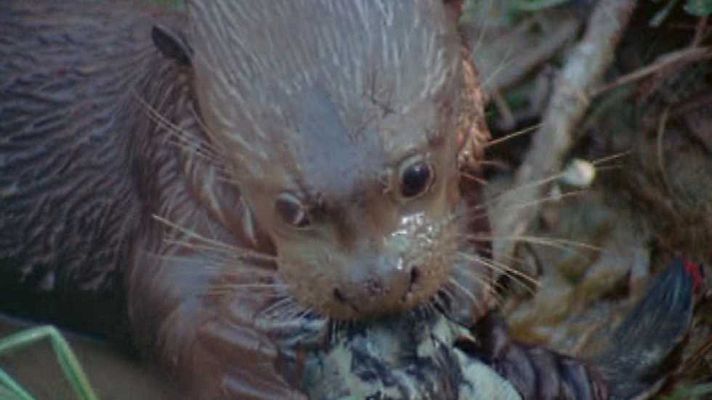 El hombre y la Tierra - La nutria gigante