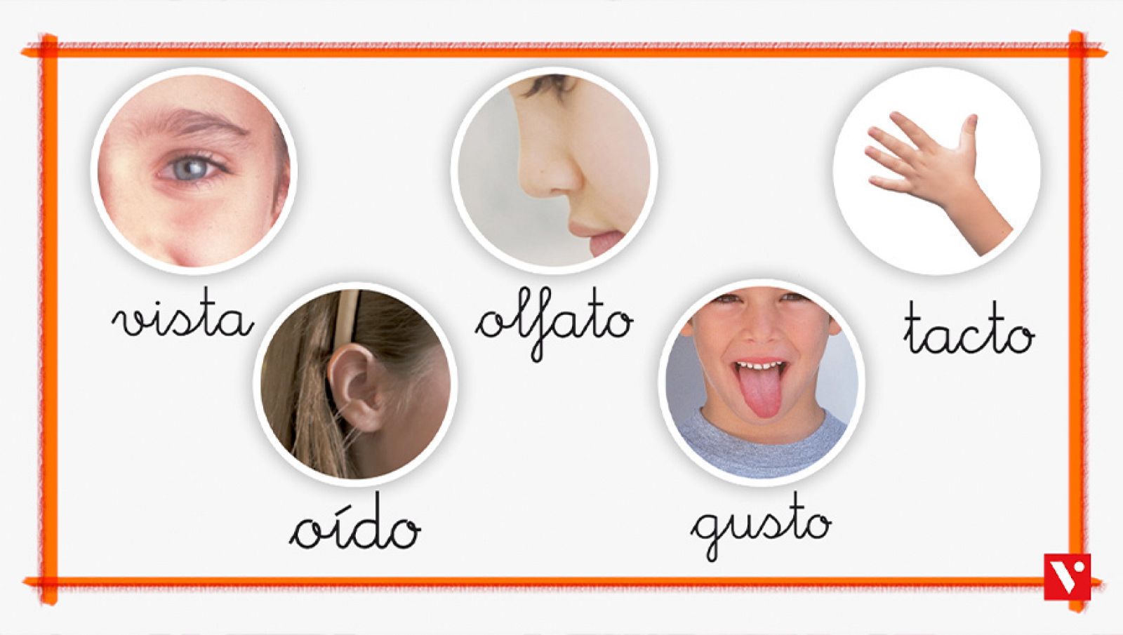 CIENCIAS NATURALES - Los sentidos - EduClan 6 a 8 años | Ver