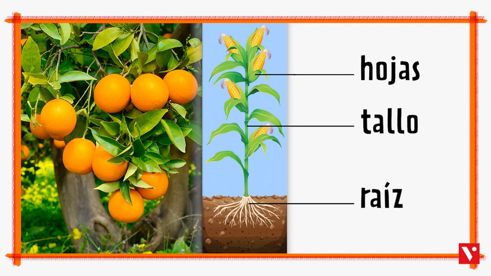CIENCIAS NATURALES - Las plantas - EduClan 6 a 8 años | Ver