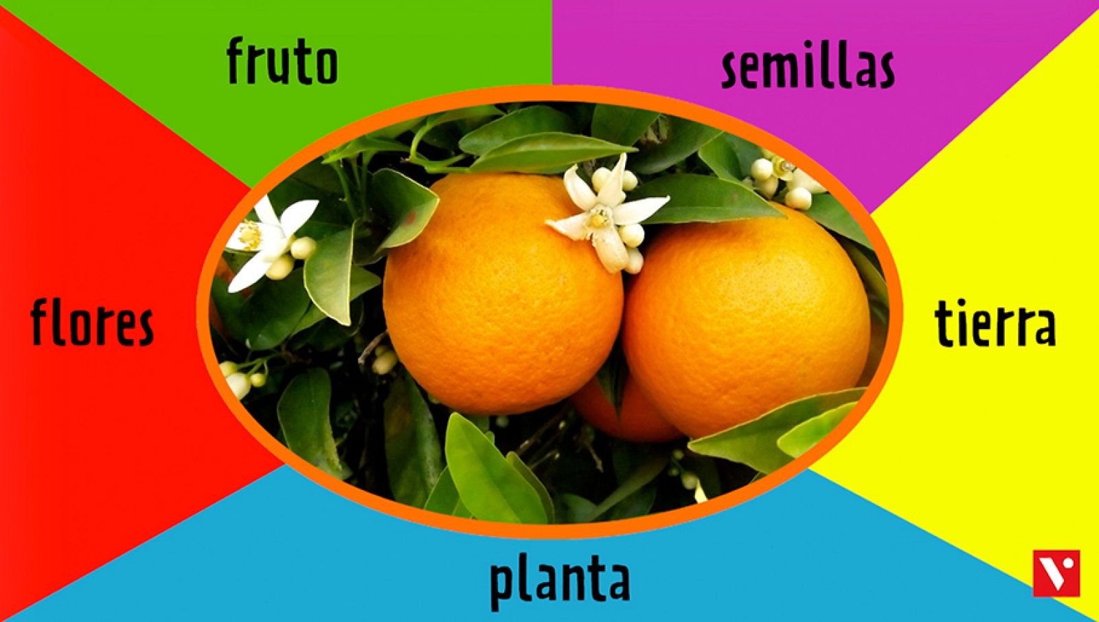 CIENCIAS NATURALES - La vida de las plantas - EduClan 6 a 8 años | Ver
