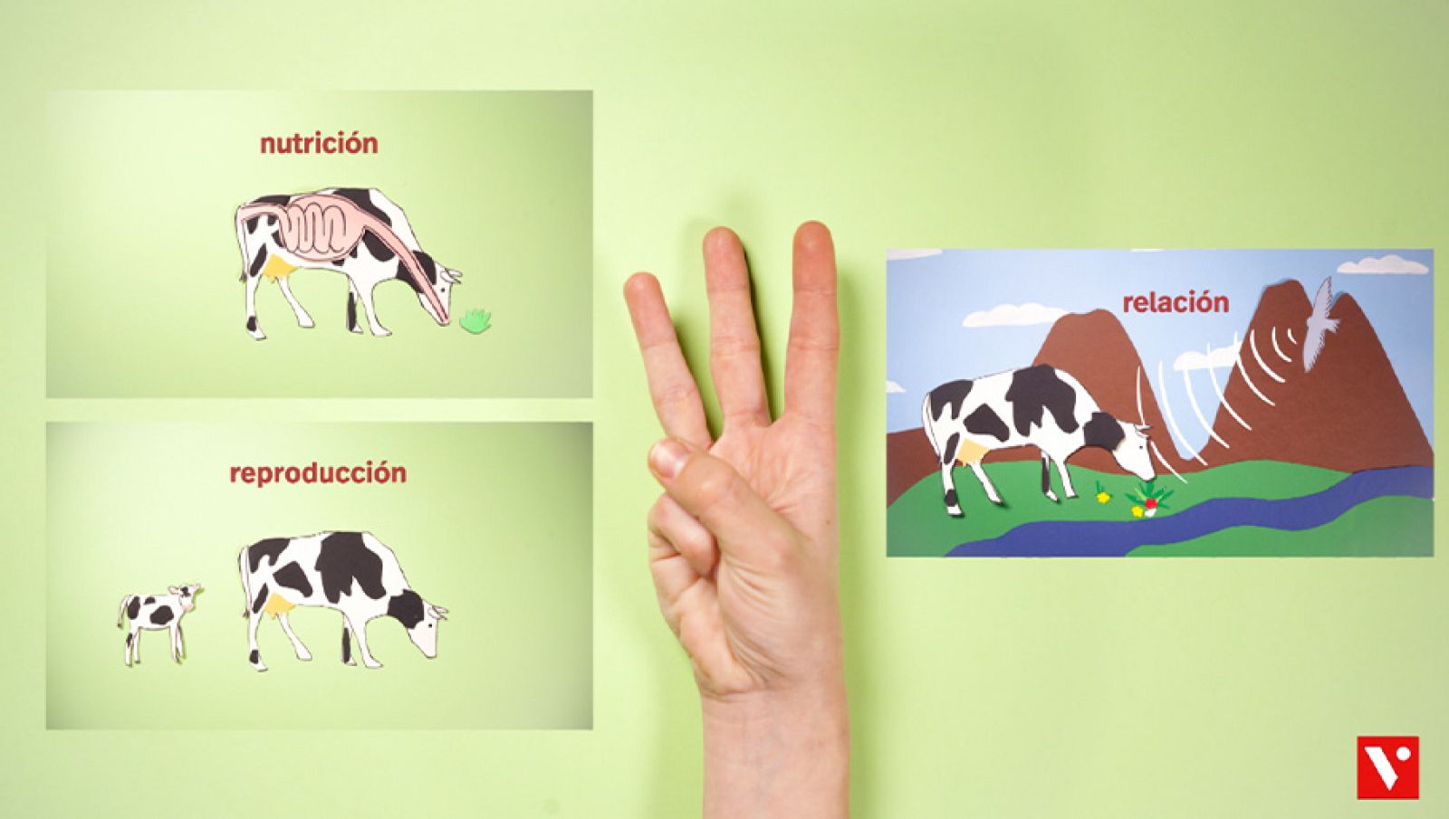 CIENCIAS NATURALES - Funciones vitales - EduClan 9 a 10 años | Ver