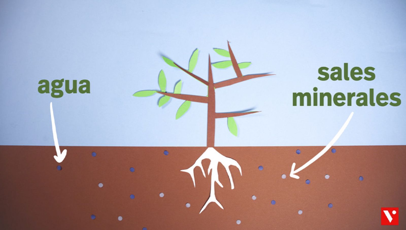 CIENCIAS NATURALES - La nutricio¿n de las plantas - EduClan 9 a 10 años | Ver