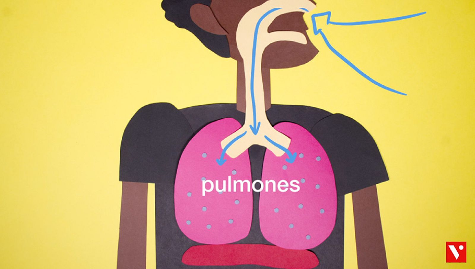 CIENCIAS NATURALES - La respiracio¿n pulmonar - EduClan 9 a 10 años | Ver