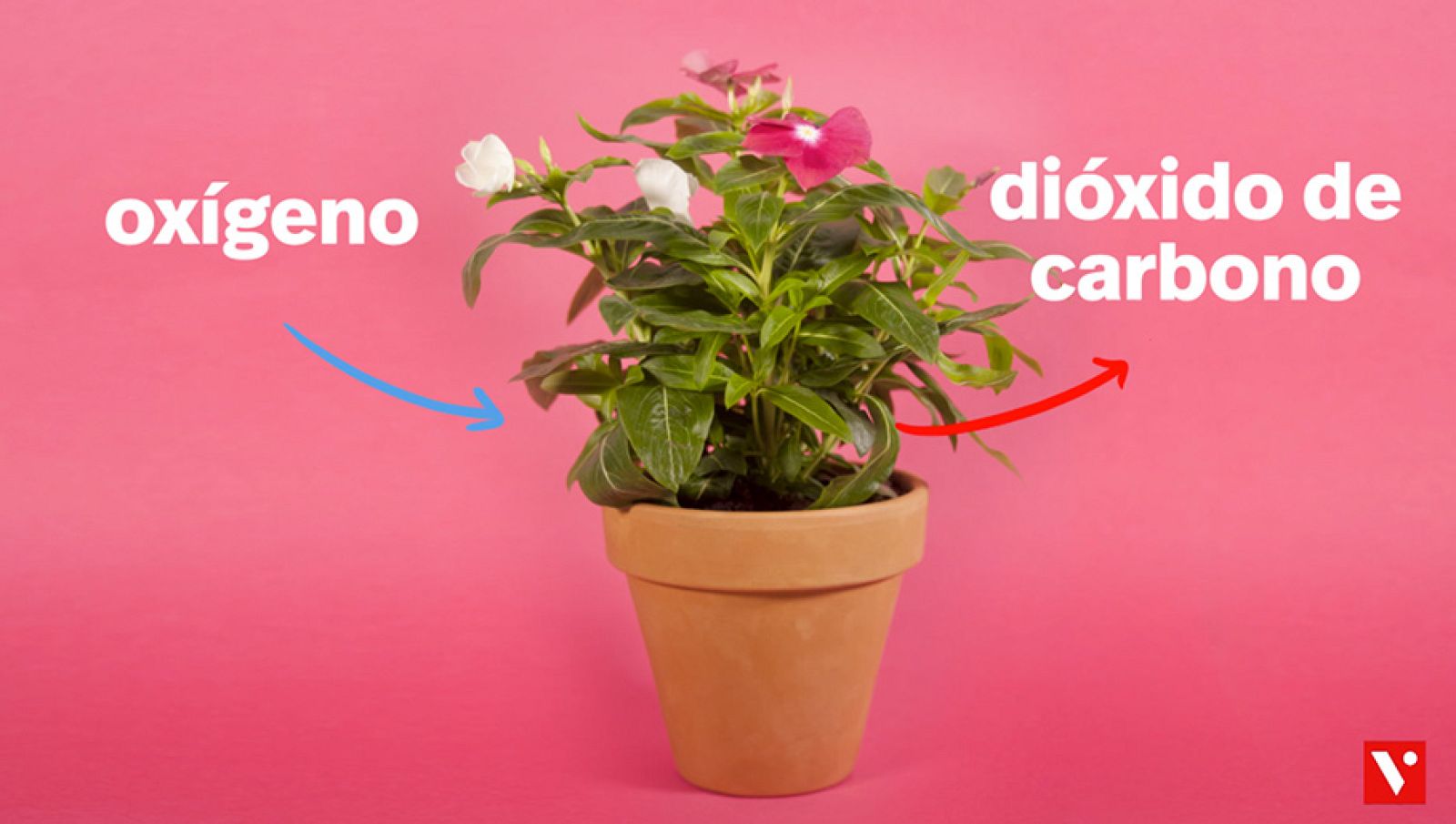 CIENCIAS NATURALES - La respiracio¿n de las plantas - EduClan 9 a 10 años | Ver