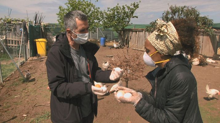 Aquí la Tierra - ¡Apadrina una gallina!