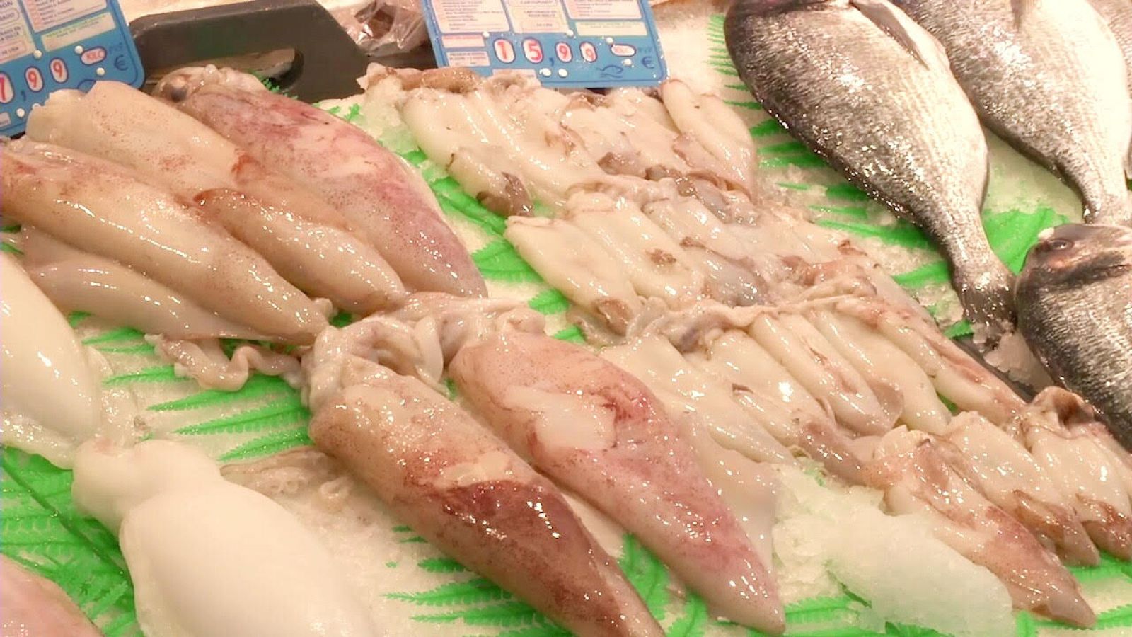 Una másterclass de cefalópodos