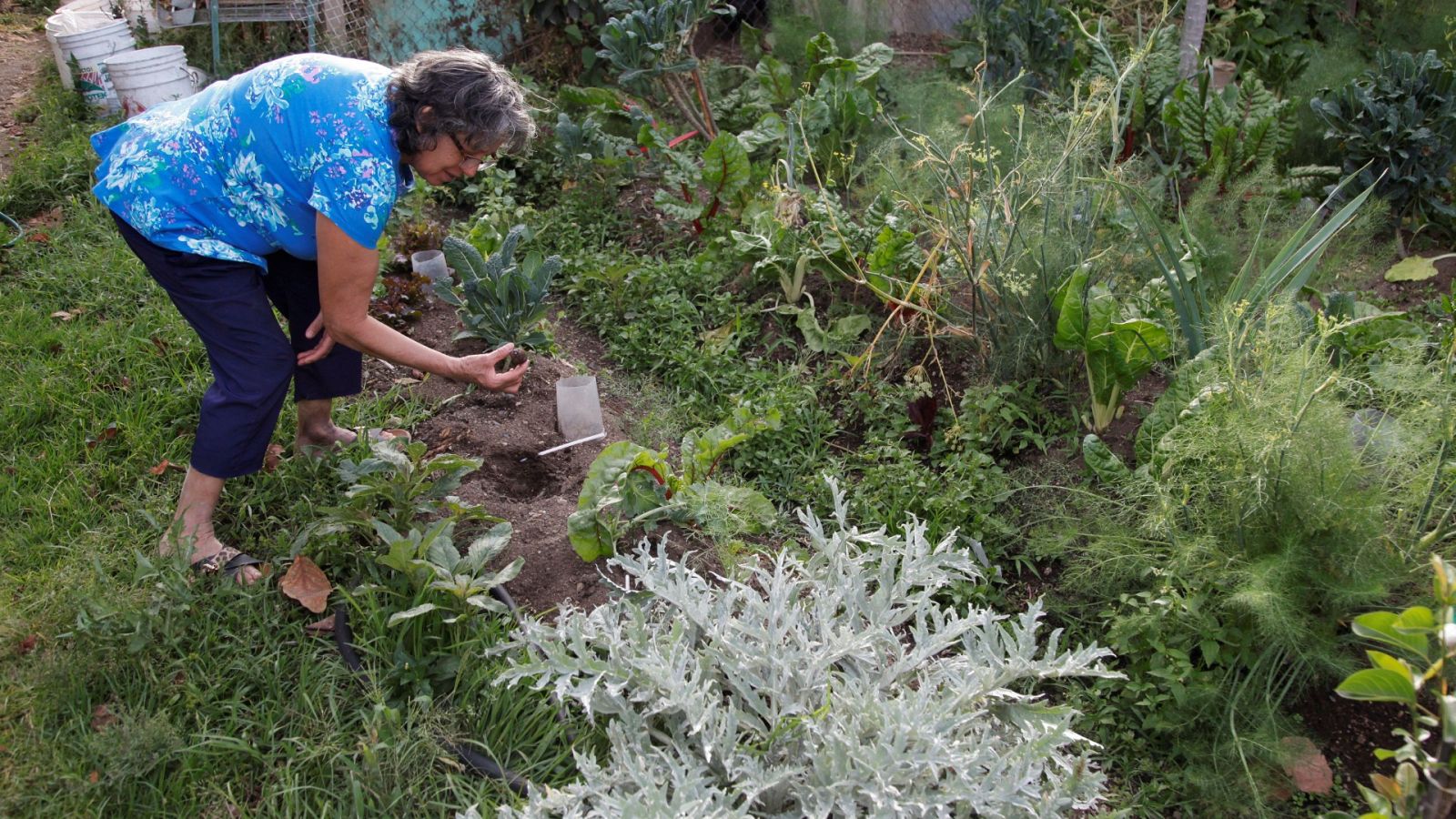 Los colectivos de autoconsumo piden unificar criterios y permitir acceder a los huertos familiares
