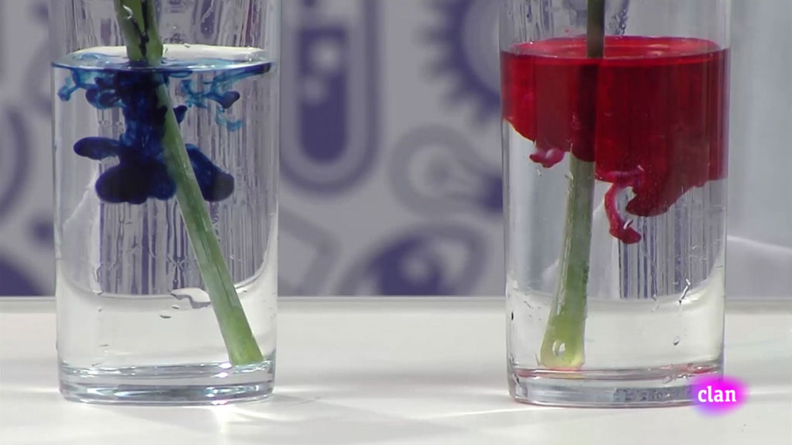 CIENCIAS NATURALES - Can you do it? | Ver