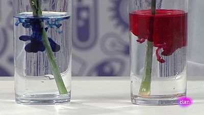 CIENCIAS NATURALES - Can you do it? | Ver