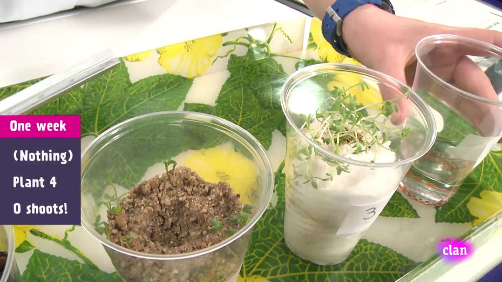 CIENCIAS NATURALES - Plant growth and soil - EduClan 9 a 10 años | Ver