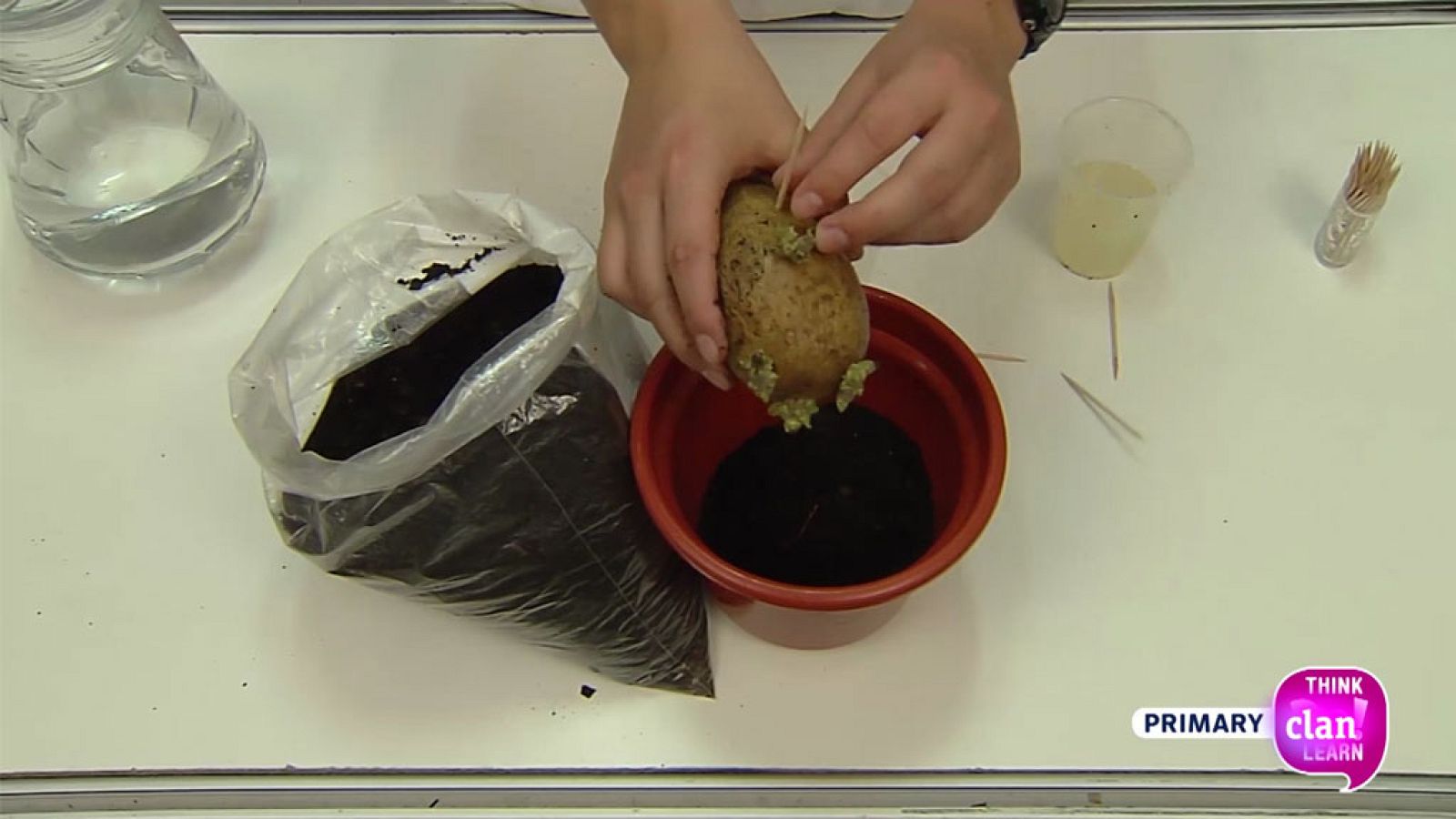 CIENCIAS NATURALES - How do potatoes reproduce? - EduClan 6 a 8 años | Ver