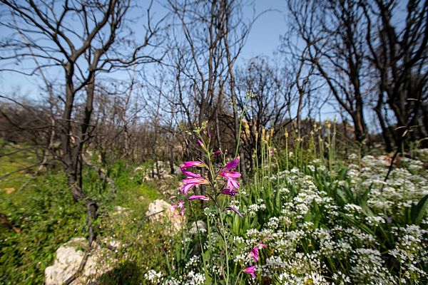 Telediario 1 - Diario de un confinamiento: la Tierra sin nosotros