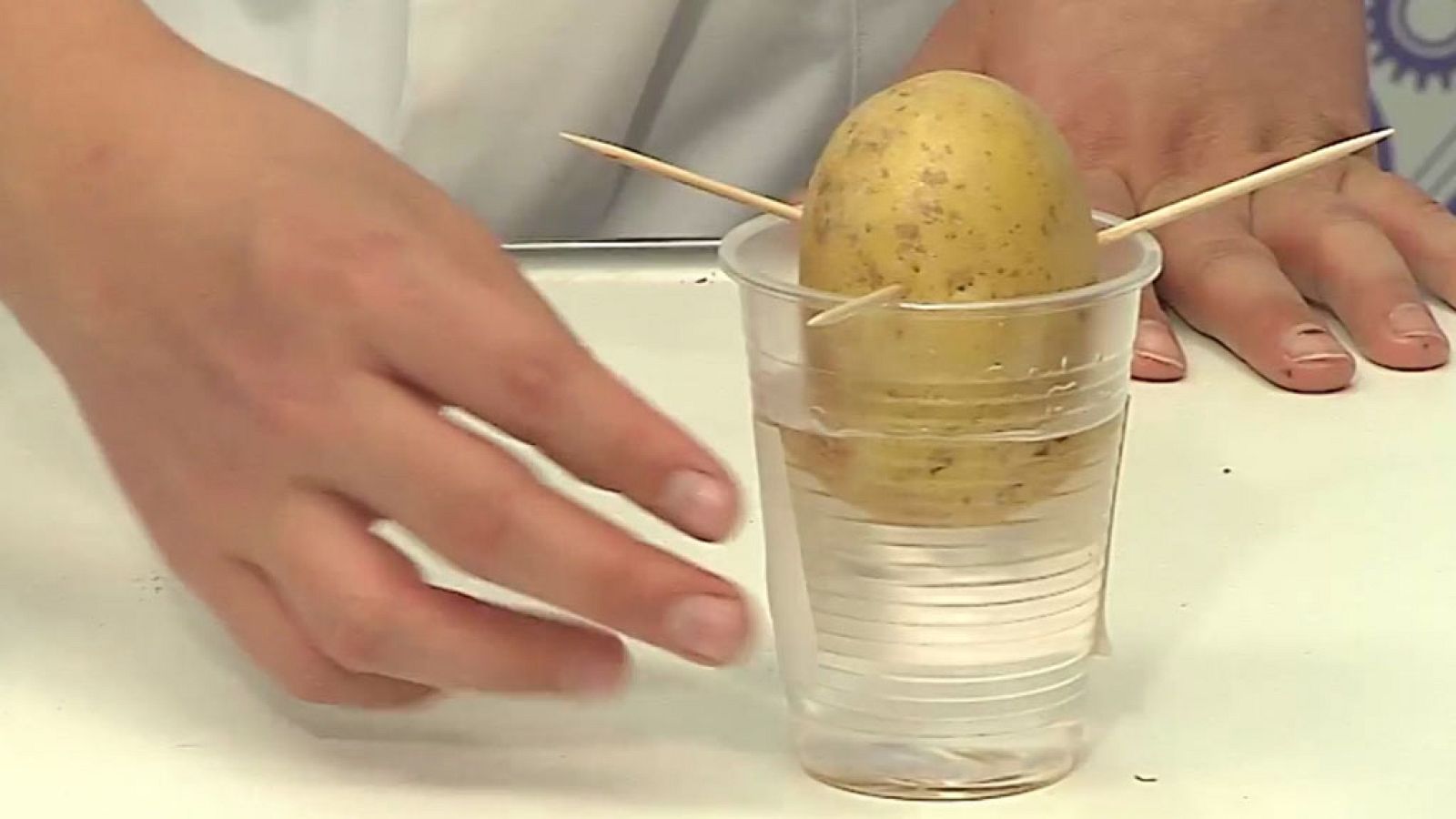 CIENCIAS NATURALES - How do potatoes reproduce? - EduClan 9 a 10 años | Ver