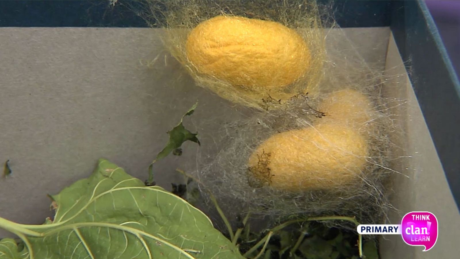 CIENCIAS NATURALES - The life cycle of a silkworm - EduClan 9 a 10 años | Ver