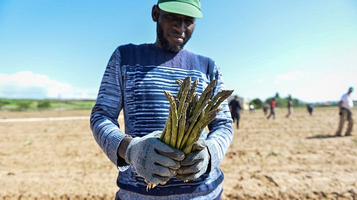 Telediario 1 - Una campaña de recogida con menos temporeros por la crisis del coronavirus