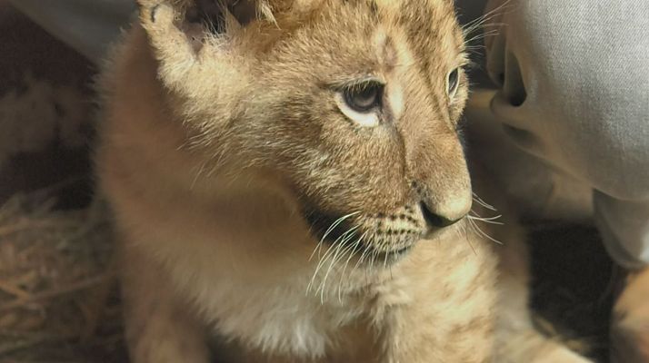 Aquí la Tierra - Dos pequeños reyes de la sabana