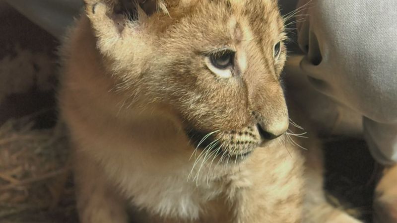Aquí la Tierra - Dos pequeños reyes de la sabana