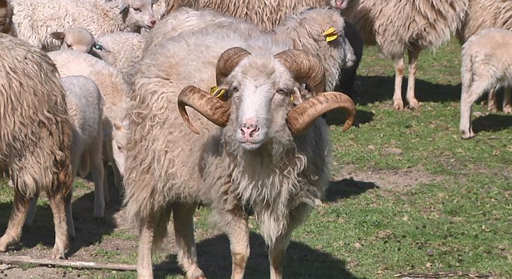 Aquí la Tierra - Ovejas gallegas, las bomberas del campo
