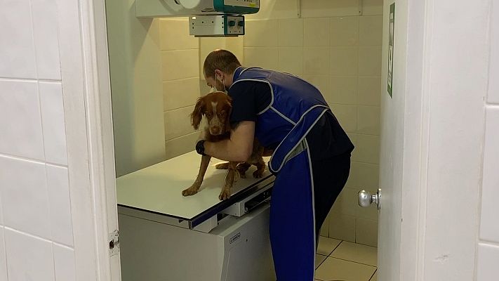 Modo Digital - Veterinarios que siguen trabajando durante el confinamiento