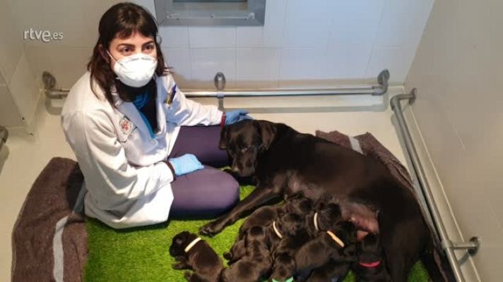 Especial Coronavirus - Escuela de perros guía de la ONCE