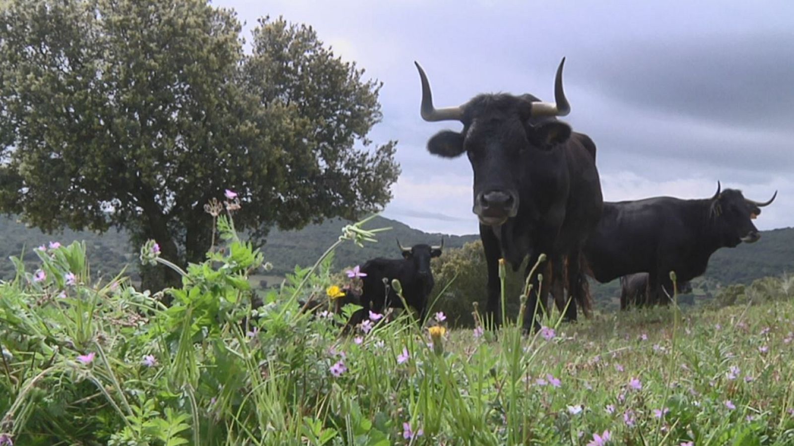 La vaca avileña está en las mejores manos