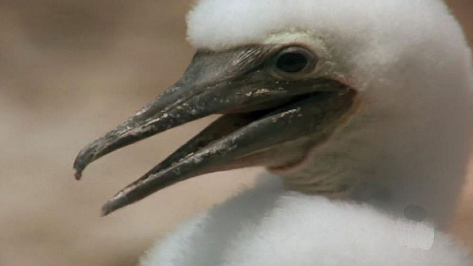 El hombre y la tierra (Serie venezolana) - La isla de los alcatraces - ver ahora
