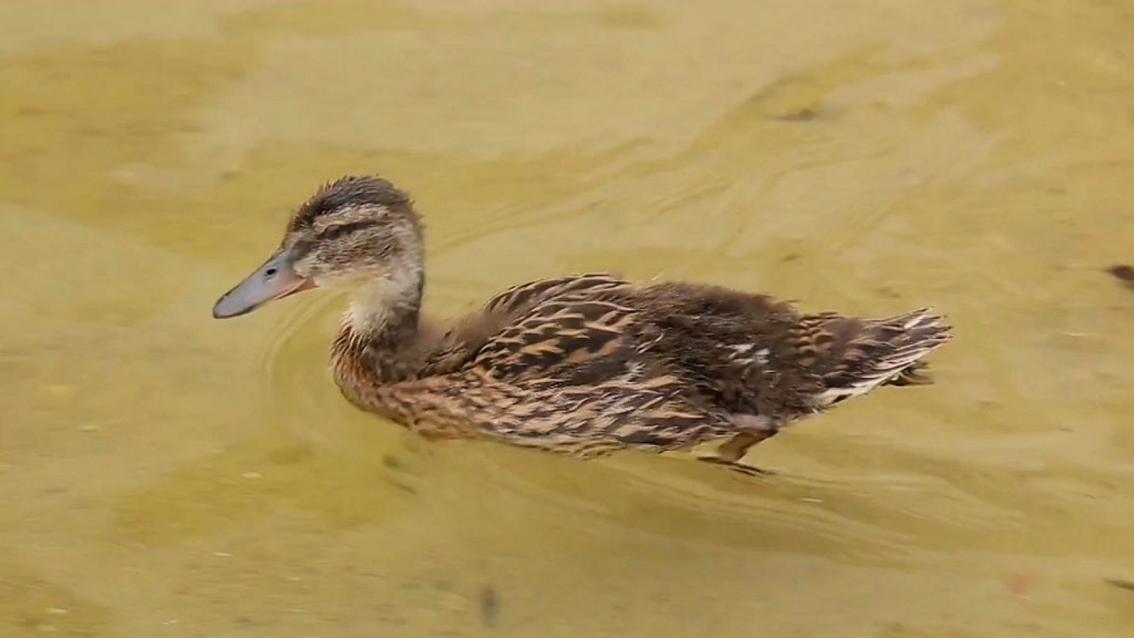 CIENCIAS NATURALES -Why do some animals like water? - EduClan 6 a 8 años | Ver