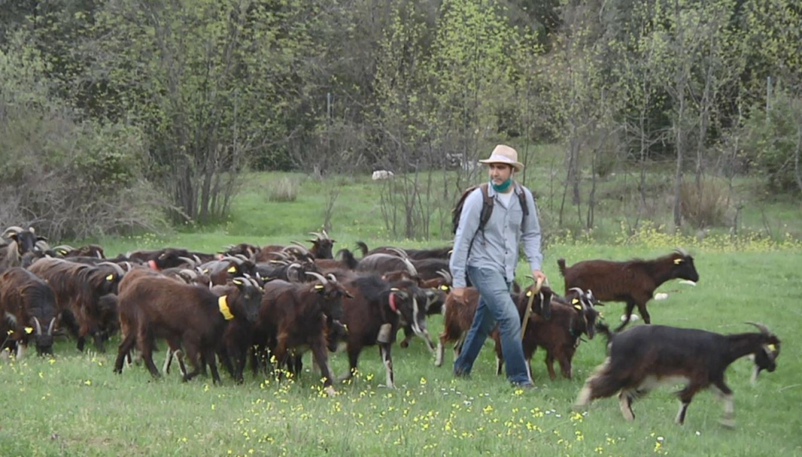 El rebaño municipal