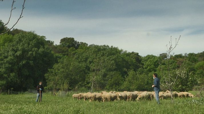 Aquí la Tierra - Oveja lacaune que bala, bocado que pierde